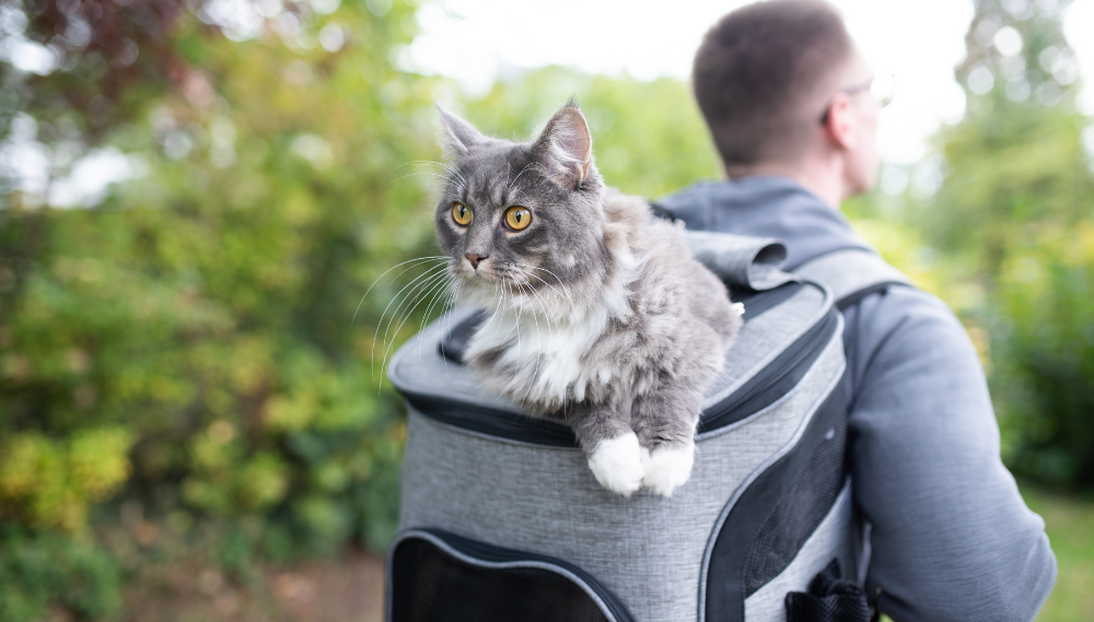 Sac à dos pour chat