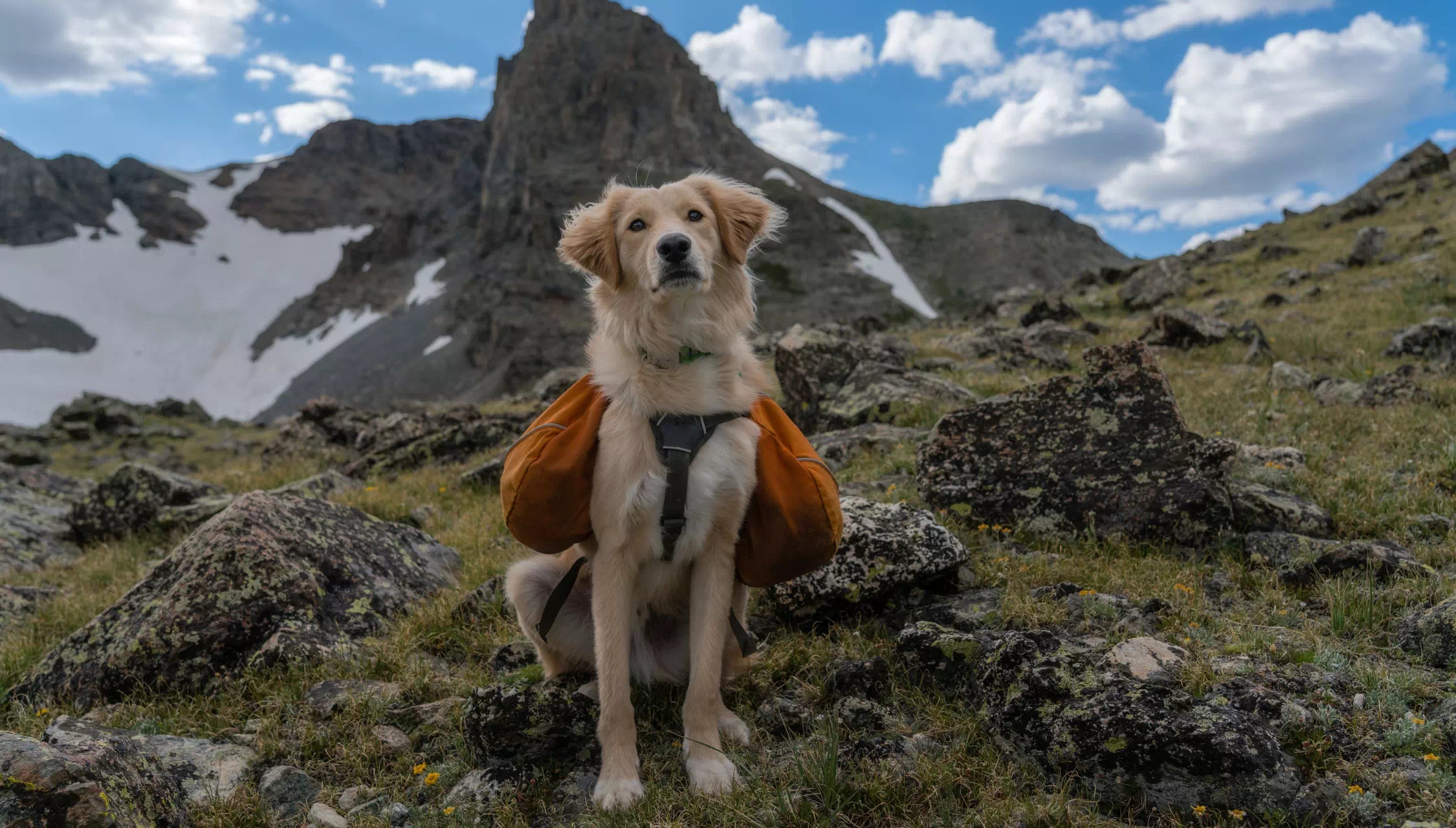 Sac à dos pour chien